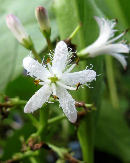 睡菜|睡菜（睡菜科睡菜属植物）